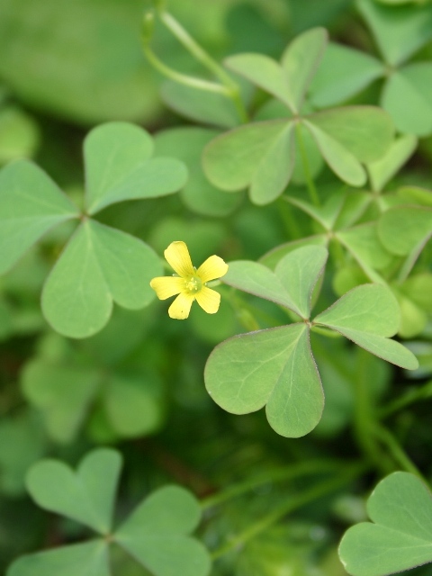 Yellow Wood Sorrel