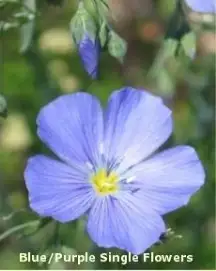 Blue Single Flower