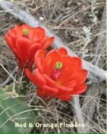 Red & Orange Flowers