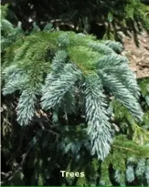 Trees