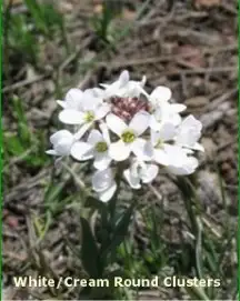 White Round Clusters