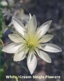 White Single Flower