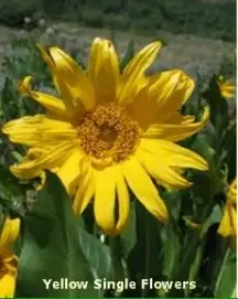 Yellow Single Flower