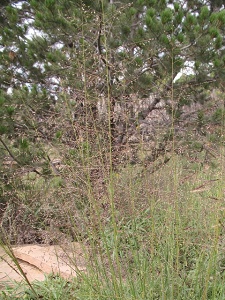 Muhlenbergia asperifolia