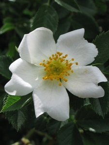 Wildflowers of the Southern Rocky Mountains - White/Cream Simple Shaped ...