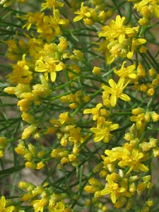 Wildflowers of the Southern Rocky Mountains - Yellow Round Clusters