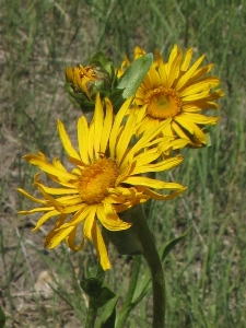 Wildflowers of the Southern Rocky Mountains - Yellow Single Flowers