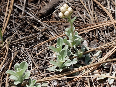 Antennaria parvifolia