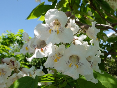 Catalpa speciosa