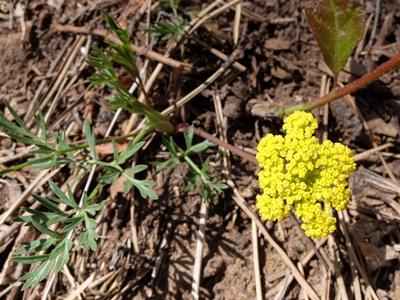Pseudocymopterus montanus