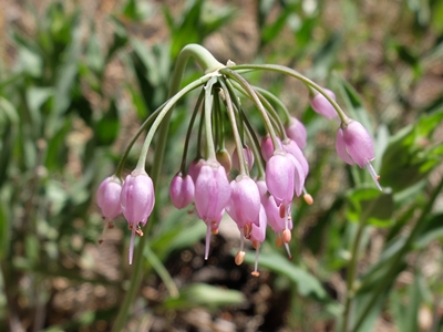 Allium cernuum
