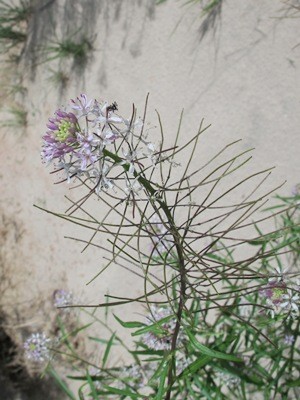 Thelypodium wrightii