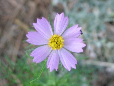 Cosmos parviflorus