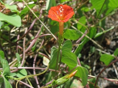 Ipomoea cristulata