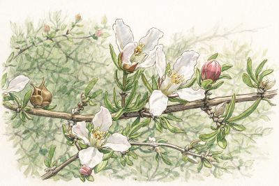 Fendlera rupicola 