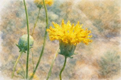 Thelesperma megapotamicum