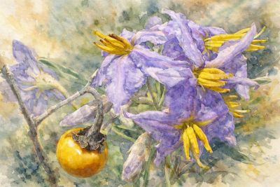 Solanum elaeagnifolium