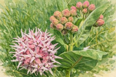 Asclepias speciosa
